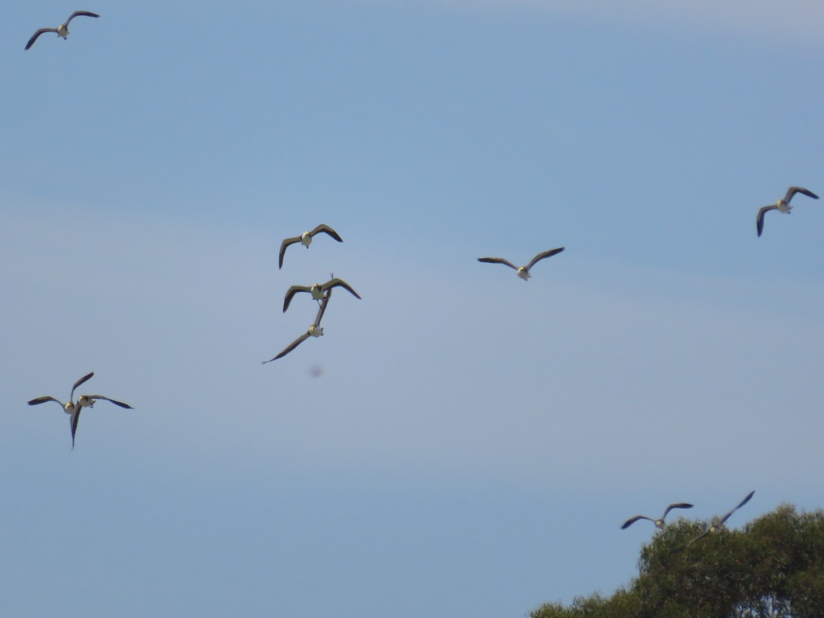 Masked Lapwing - ML615948042