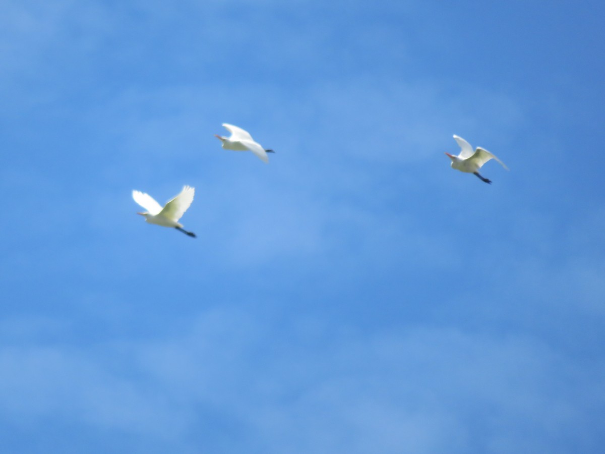 Eastern Cattle Egret - Christine D