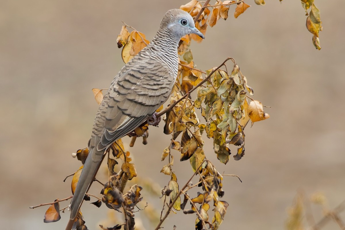 Zebra Dove - ML615948154