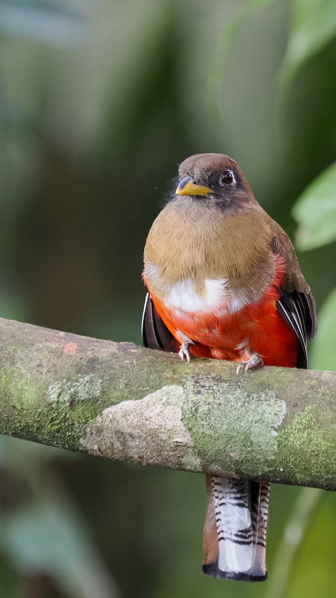 Collared Trogon - ML615948214