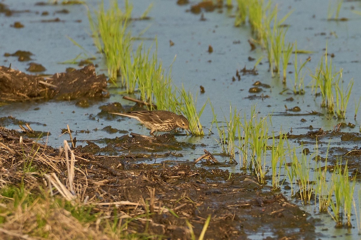 linduška tundrová (ssp. japonicus) - ML615948236