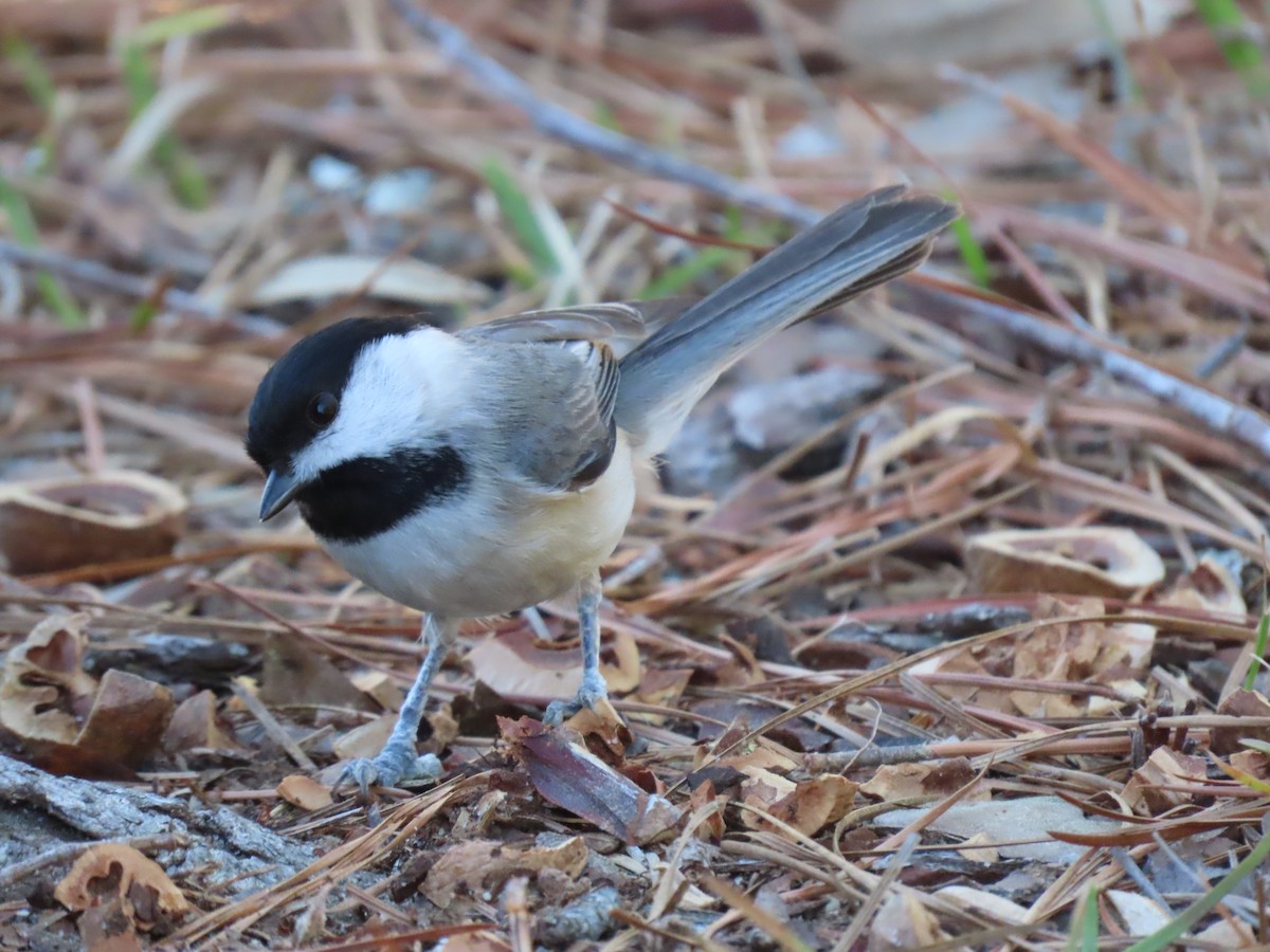 Carolina Chickadee - ML615948243