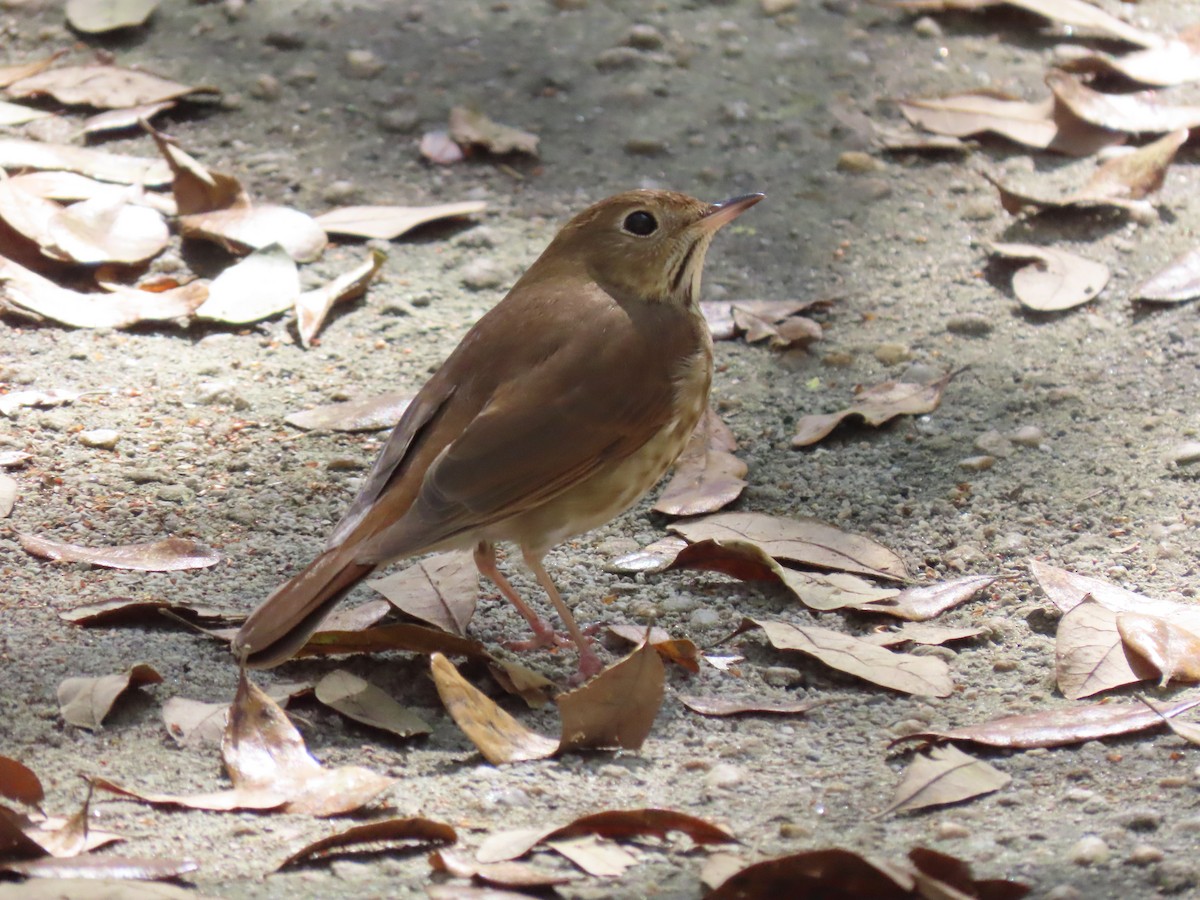 Hermit Thrush - ML615948254