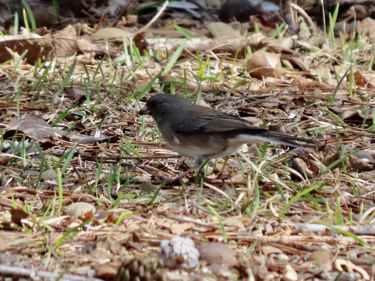 Dark-eyed Junco - ML615948282