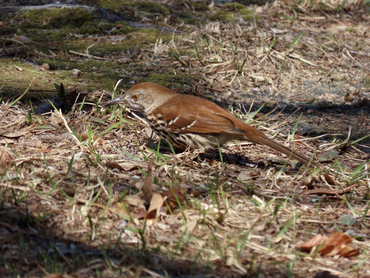 Brown Thrasher - ML615948307