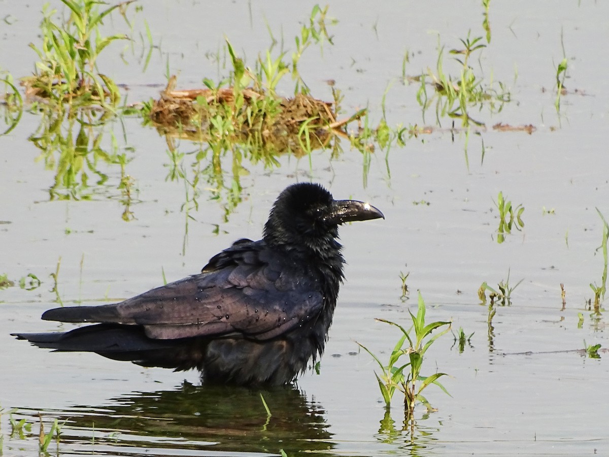 Large-billed Crow - ML615948351