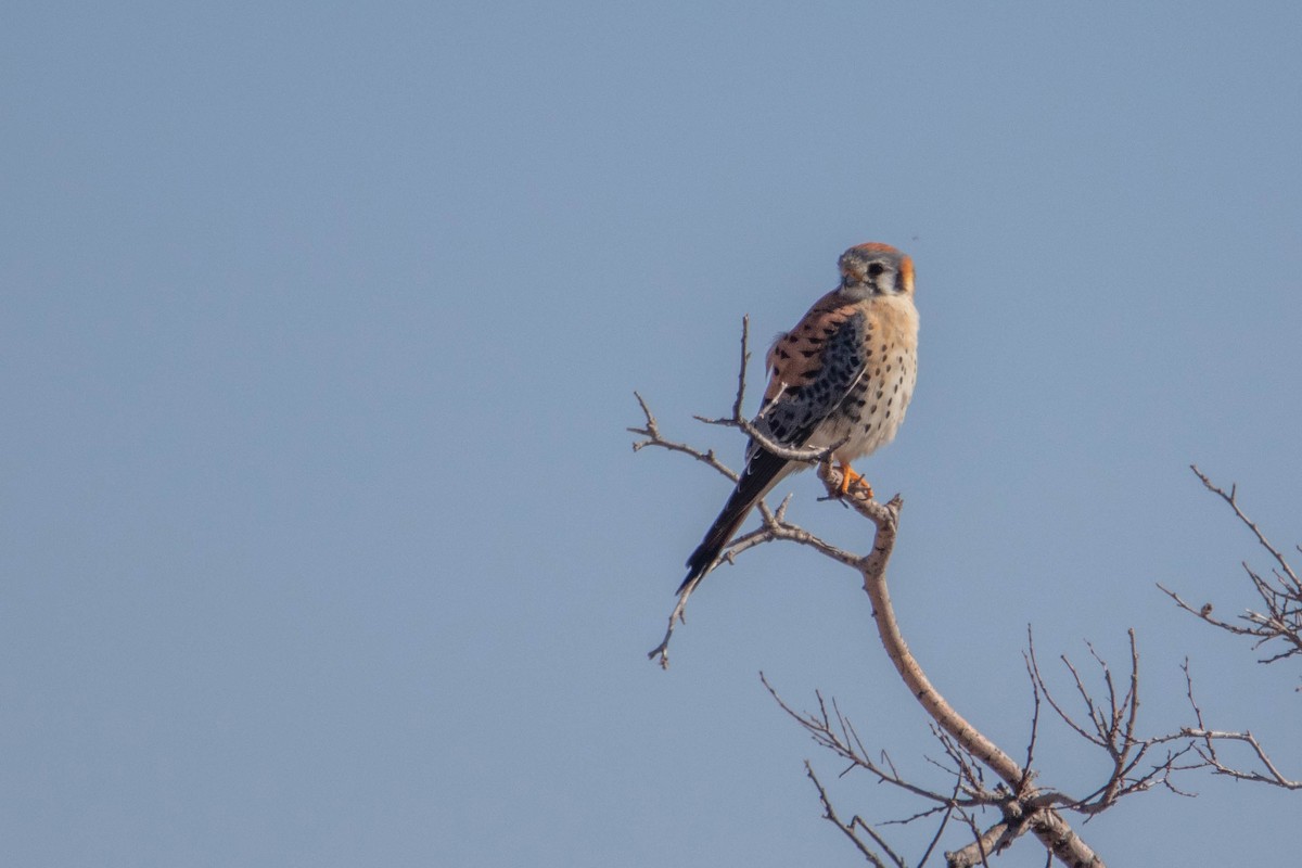 American Kestrel - ML615948358