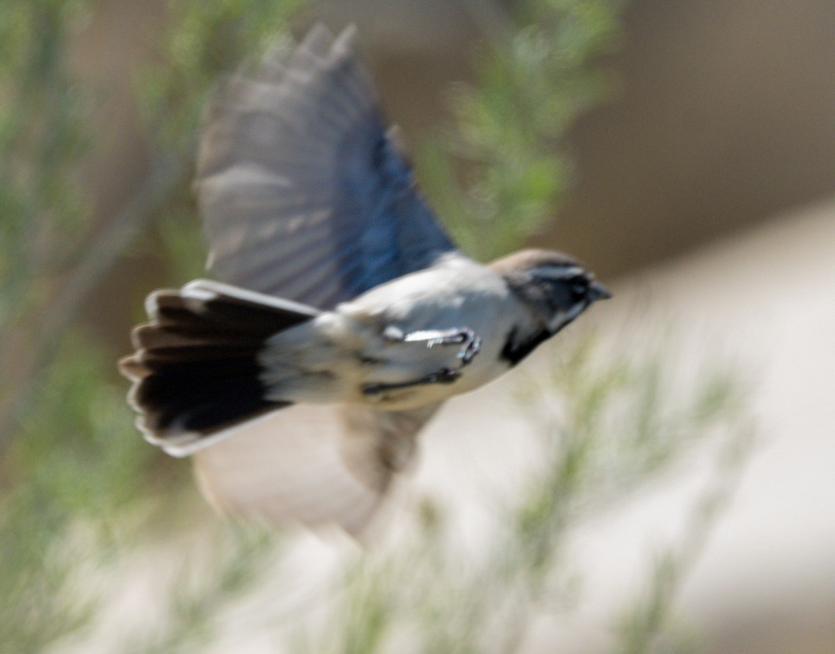 Black-throated Sparrow - Steve Colwell