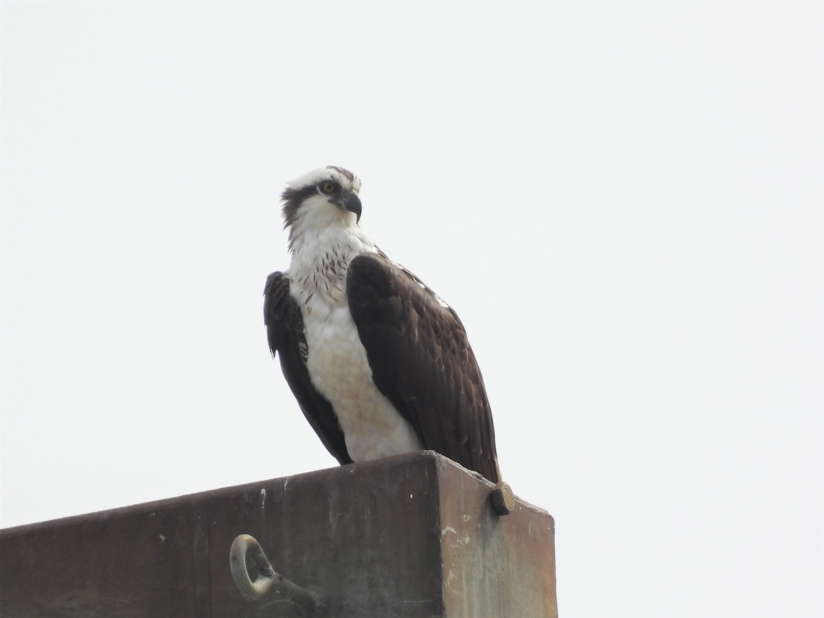 Osprey - ML615948424