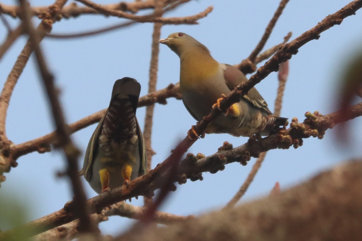 Yellow-footed Green-Pigeon - Laurie Gardner