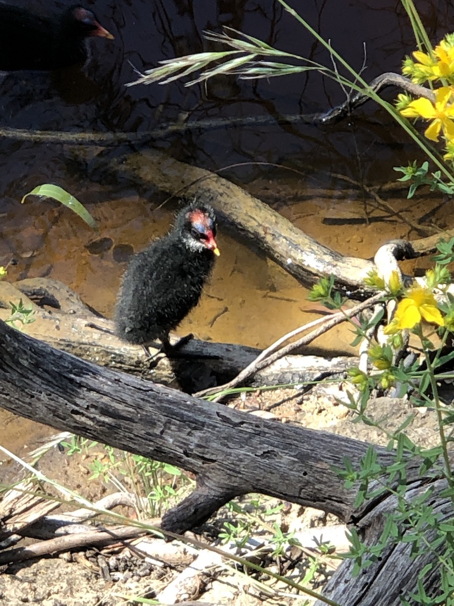 Dusky Moorhen - Chris Edser