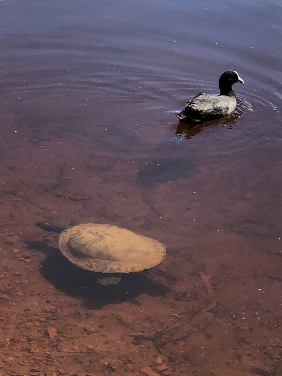 Eurasian Coot - ML615948538