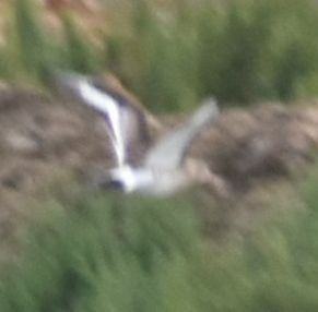 Black-tailed Godwit - ML615948572