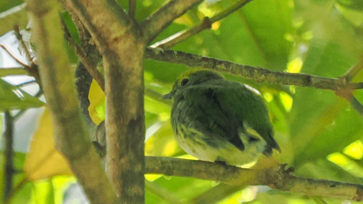 Manakin à dos bleu - ML615948653