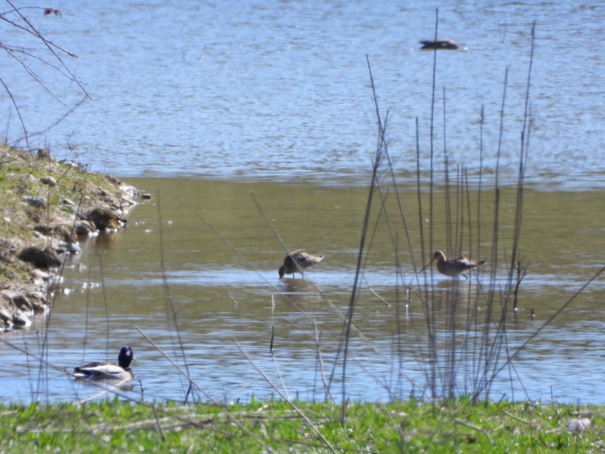 Black-tailed Godwit - Fabio Consolino