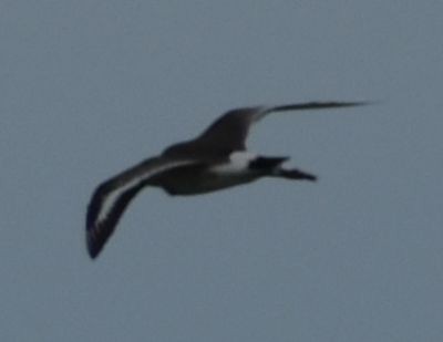 Black-tailed Godwit - ML615948787