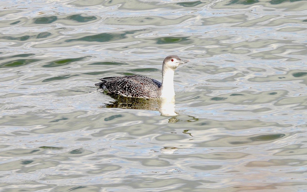 Red-throated Loon - ML615948834