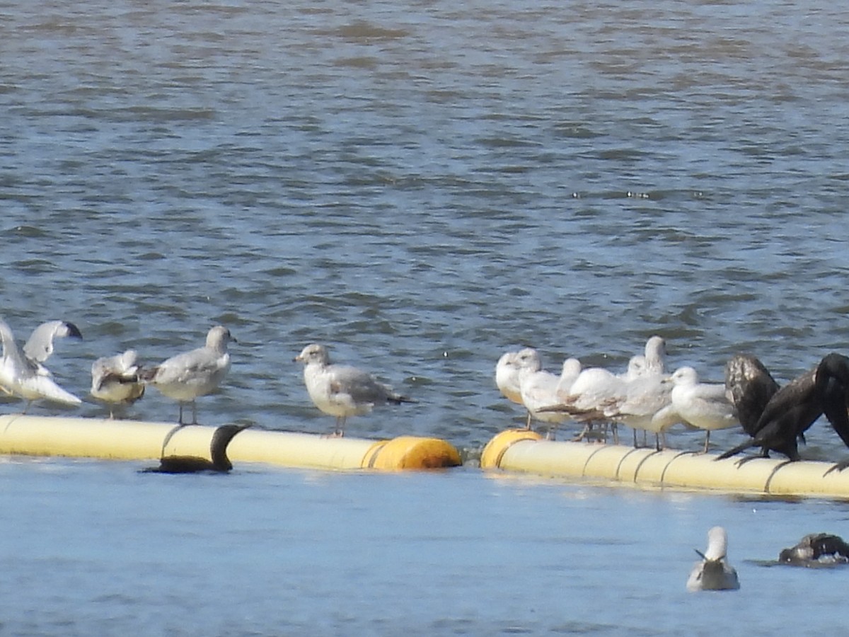 Ring-billed Gull - ML615948861