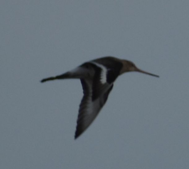 Black-tailed Godwit - ML615948925