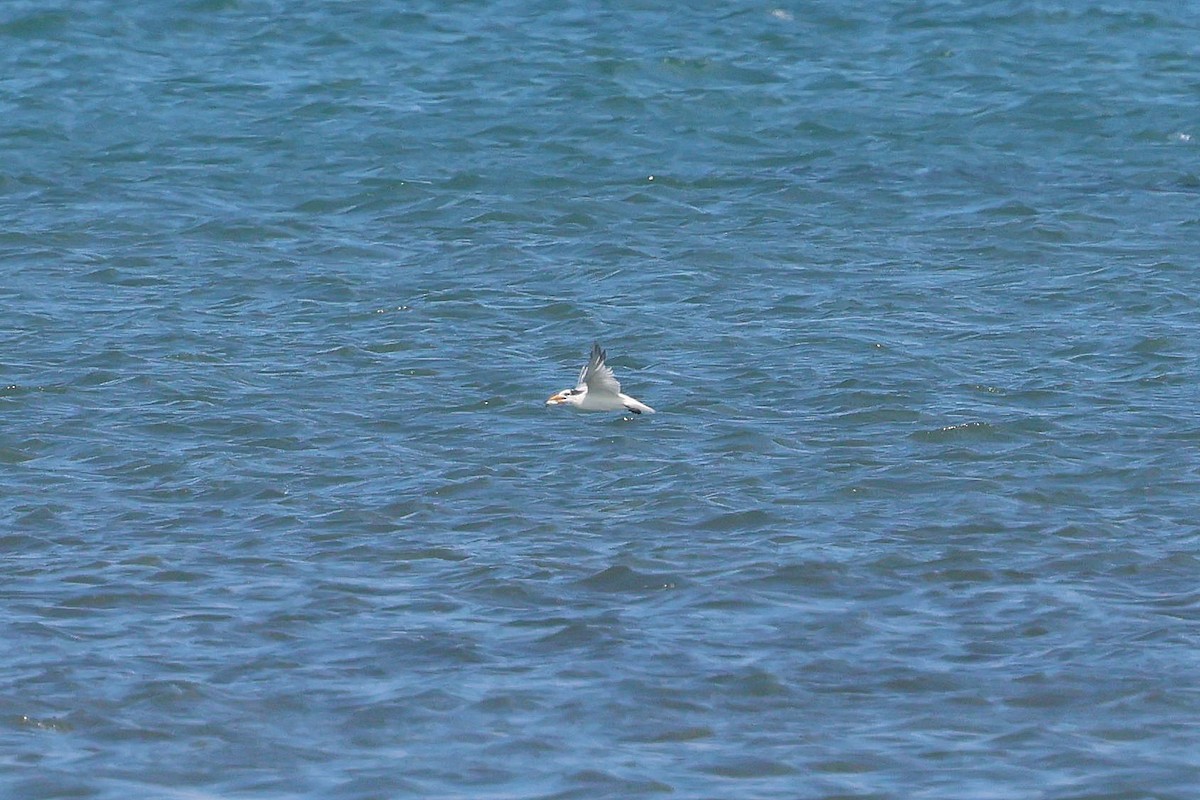 Chinese Crested Tern - ML615949042