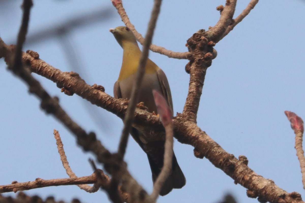 Yellow-footed Green-Pigeon - Laurie Gardner