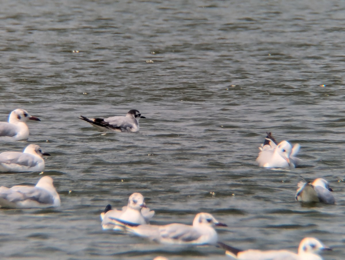 Little Gull - Kuan Chieh/貫捷 (Chuck) Hung/洪