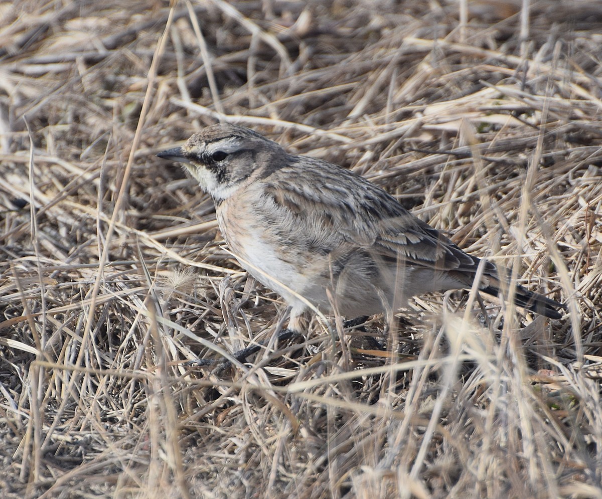 Lapland Longspur - ML615949213