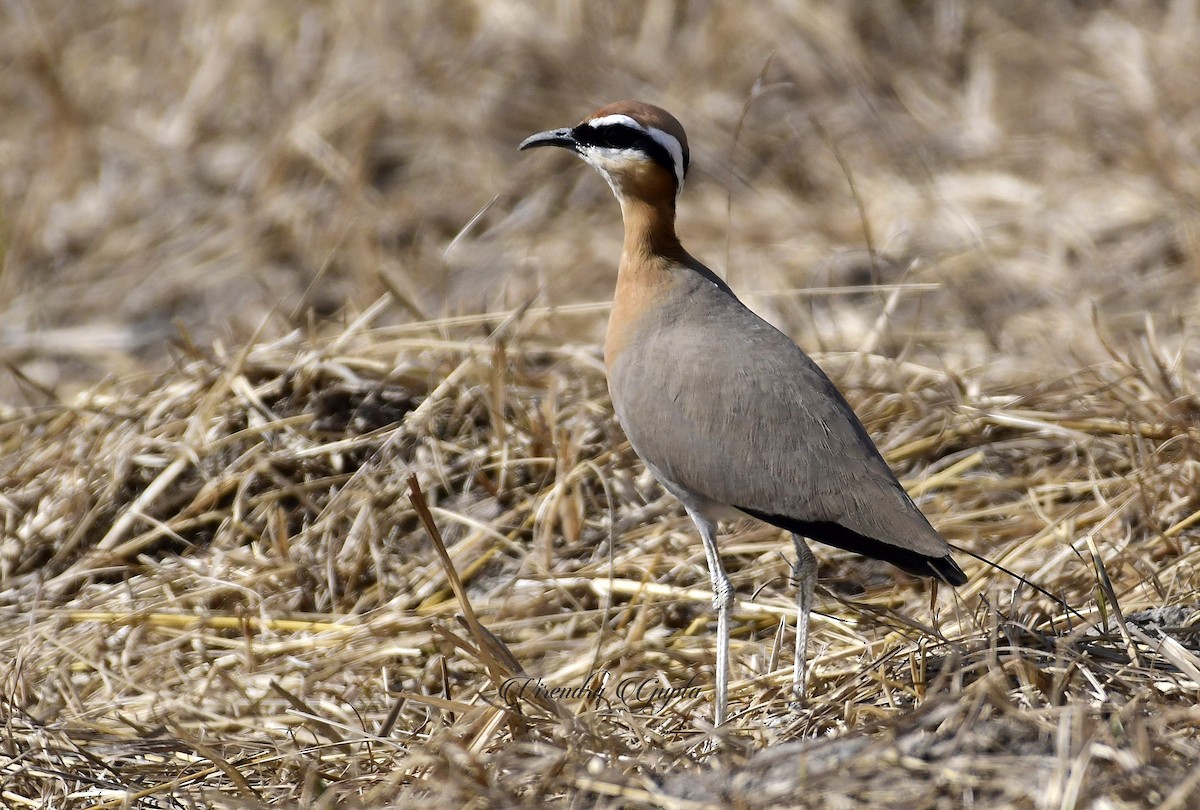 Indian Courser - ML615949233