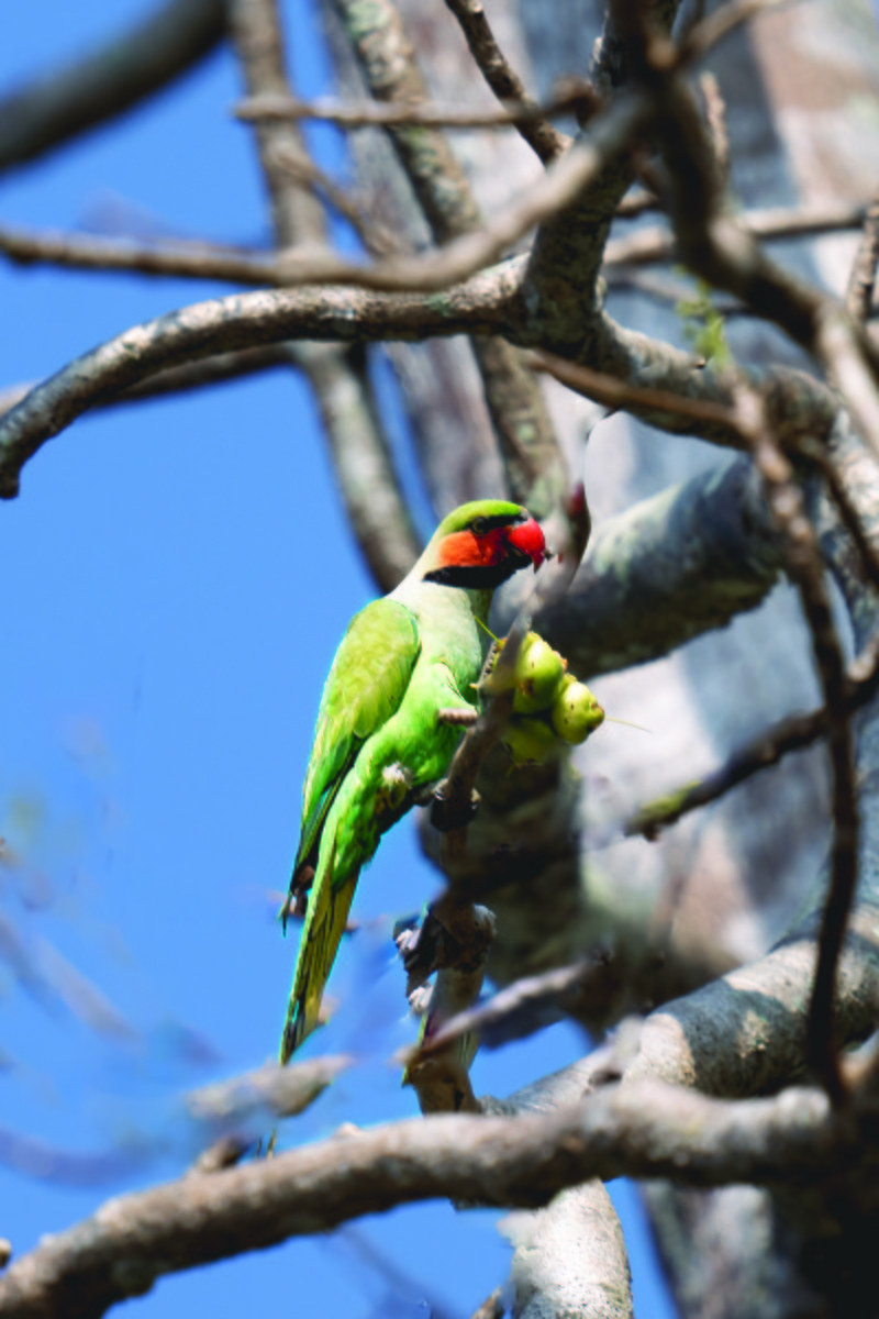 Long-tailed Parakeet - ML615949245