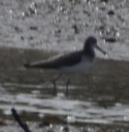 Common Greenshank - ML615949285