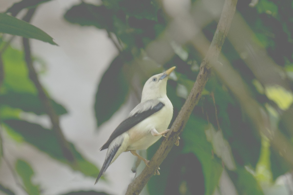 White-headed Starling - ML615949290