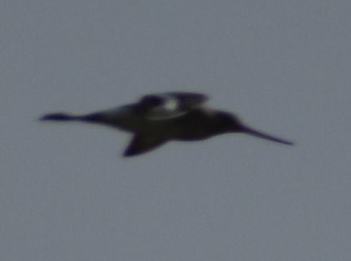 Black-tailed Godwit - ML615949310