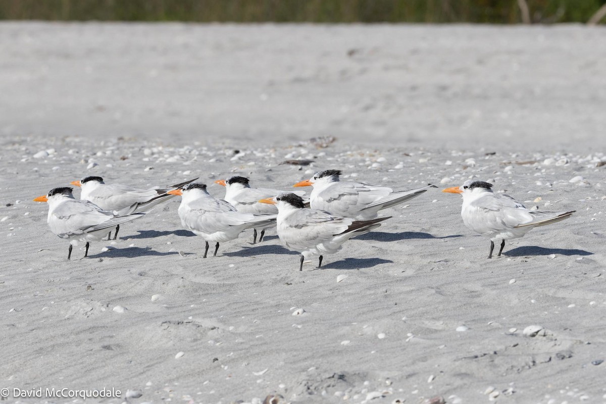 Royal Tern - David McCorquodale