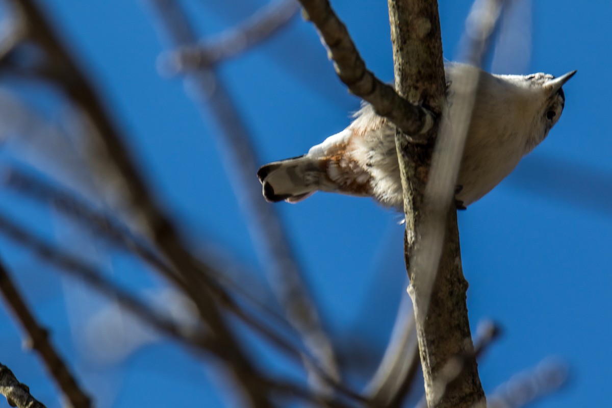 White-breasted Nuthatch - Michele Morningstar