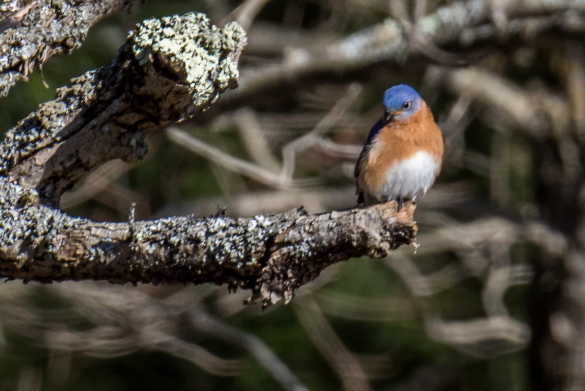 Eastern Bluebird - ML615949387