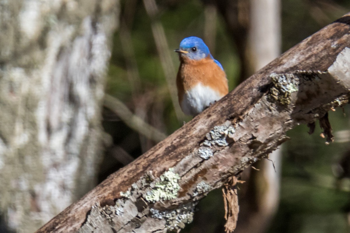 Eastern Bluebird - Michele Morningstar