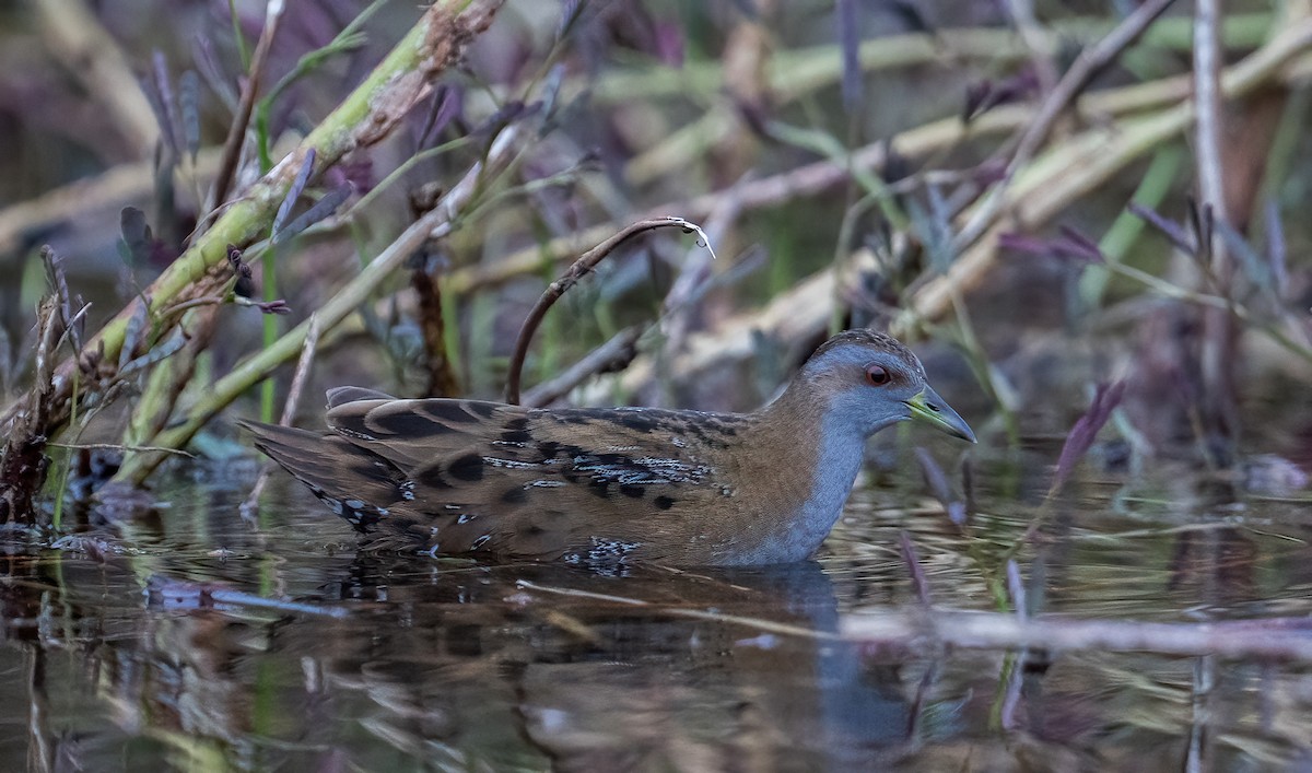 Baillon's Crake - ML615949394