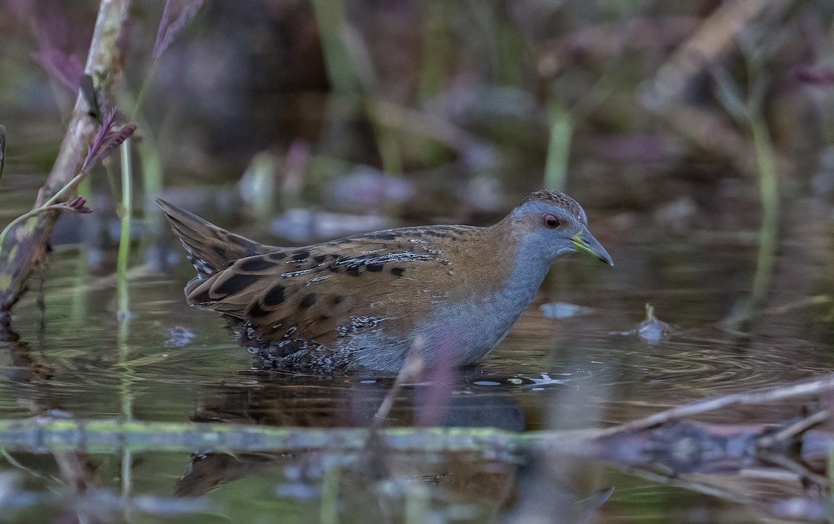 Baillon's Crake - ML615949395