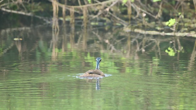 Sungrebe - ML615949398