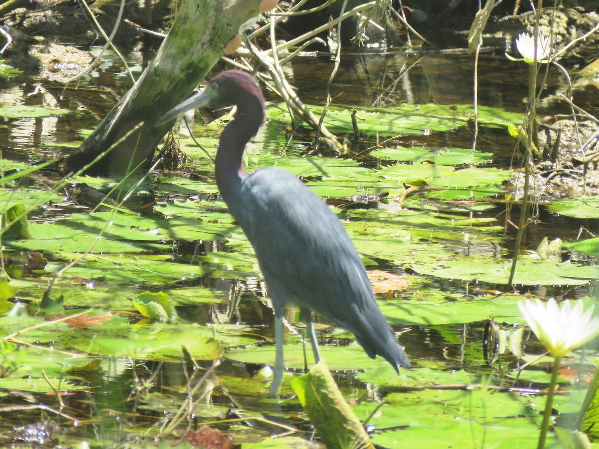 Little Blue Heron - ML615949407