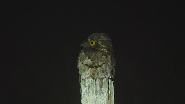 Northern Potoo - ML615949412