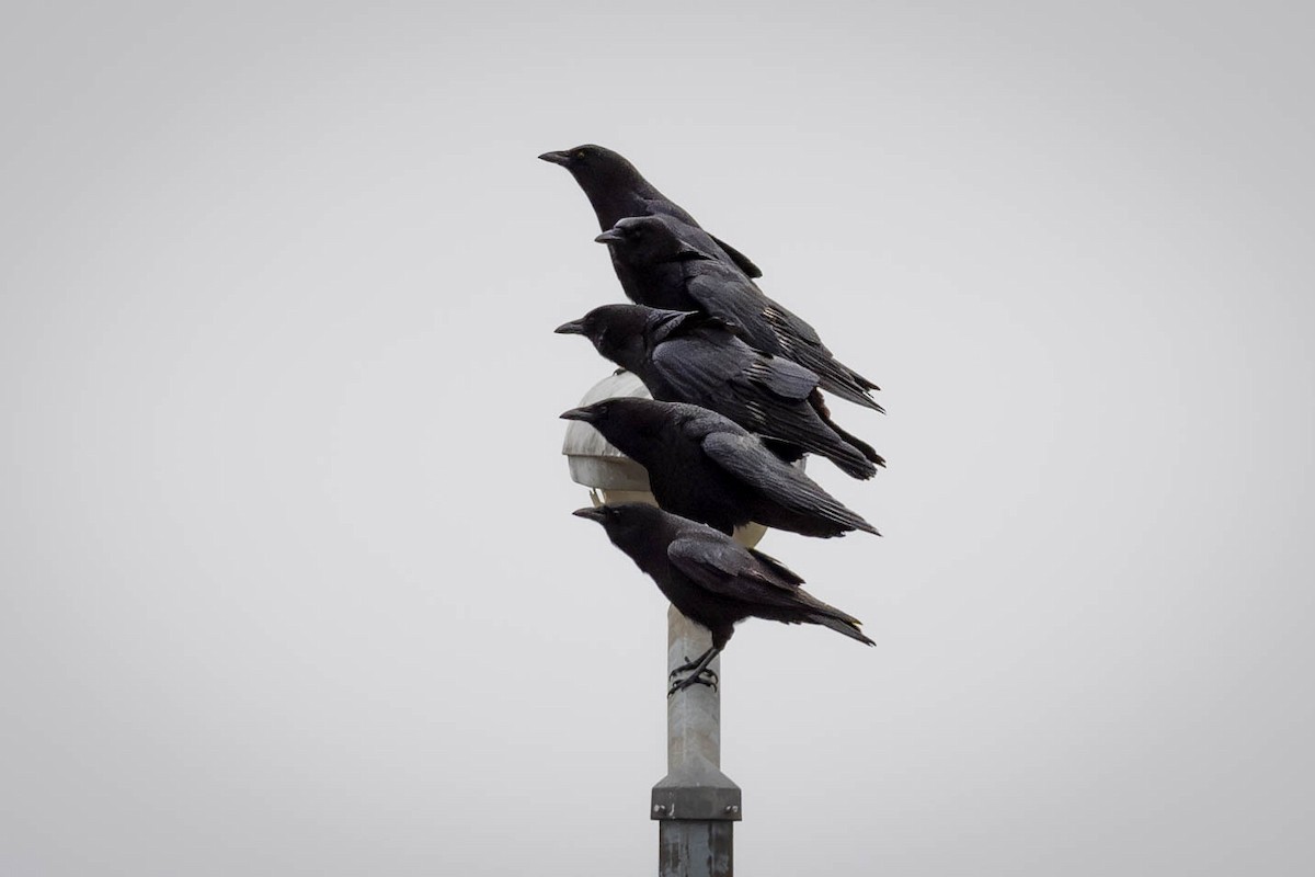 American Crow - ML615949427