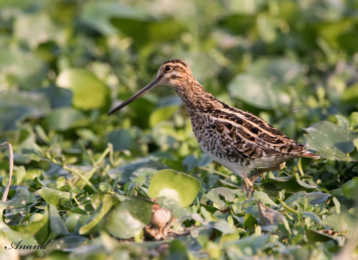 Common Snipe - Anand Singh
