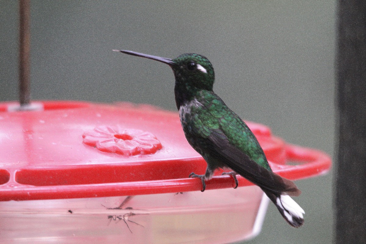 Purple-bibbed Whitetip - ML615949460