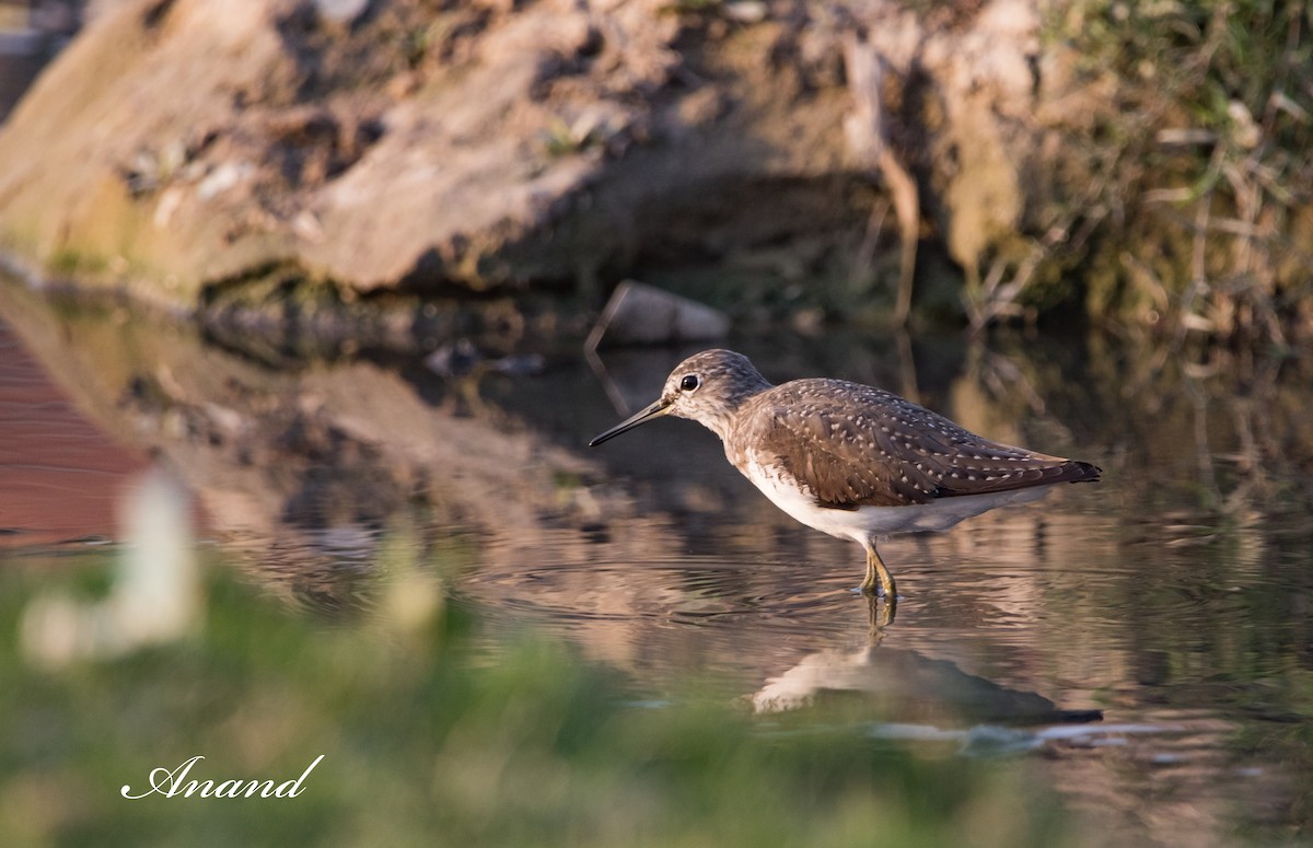 Green Sandpiper - Anand Singh