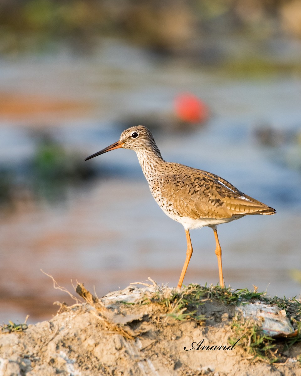 Common Redshank - Anand Singh
