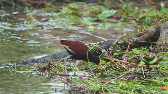 Jacana du Mexique - ML615949488