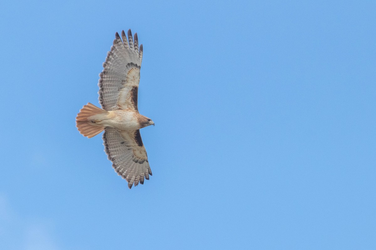 Red-tailed Hawk - Ido Ben-Itzhak