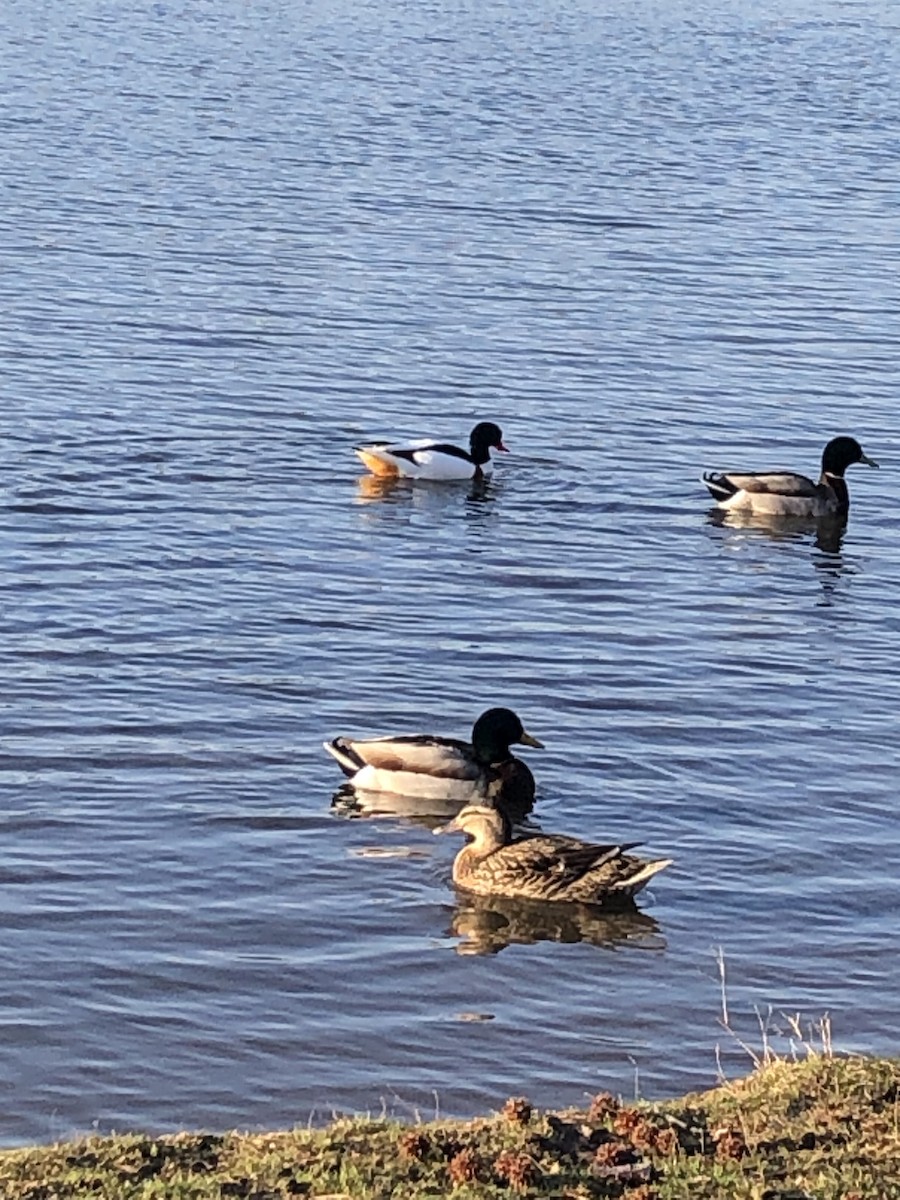 Common Shelduck - ML615949567