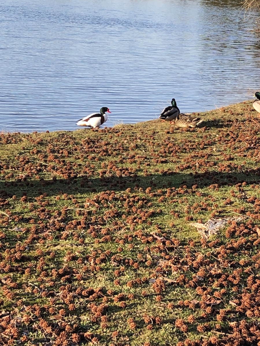 Common Shelduck - ML615949568